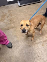 Shelter Stray Female Dog last seen Lima, OH 45807, Cleveland, OH 44102