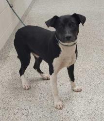 Shelter Stray Male Dog last seen Near N Nodaway Ave, 64152, MO, Kansas City, MO 64132