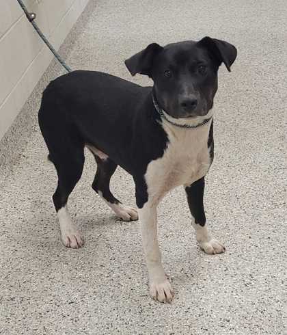 Shelter Stray Male Dog last seen Near N Nodaway Ave, 64152, MO, Kansas City, MO 64132