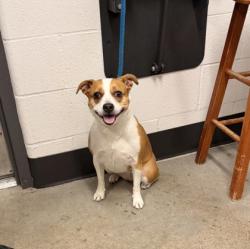 Shelter Stray Female Dog last seen Cleveland, OH 44102, Cleveland, OH 44102