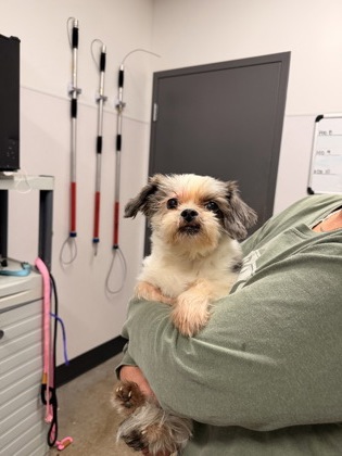 Shelter Stray Male Dog last seen Cleveland, OH 44102, Cleveland, OH 44102