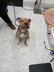 Shelter Stray Male Dog last seen Union City, GA 30291, Atlanta, GA 30336