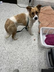 Shelter Stray Male Dog last seen Union City, GA 30291, Atlanta, GA 30336