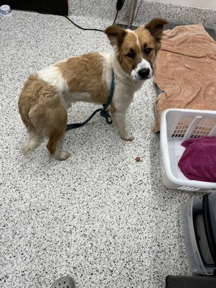 Shelter Stray Male Dog last seen Union City, GA 30291, Atlanta, GA 30336