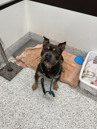 Shelter Stray Male Dog last seen Atlanta, GA 30318, Atlanta, GA 30336