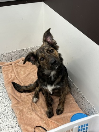 Shelter Stray Male Dog last seen Atlanta, GA 30312, Atlanta, GA 30336