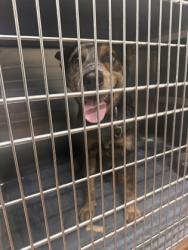 Shelter Stray Male Dog last seen Near SUTTER RD, 70791, LA, Baton Rouge, LA 70820