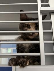 Shelter Stray Female Cat last seen Atlanta, GA 30331, Atlanta, GA 30336