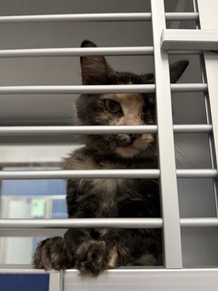 Shelter Stray Female Cat last seen Atlanta, GA 30331, Atlanta, GA 30336