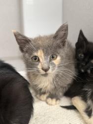 Shelter Stray Female Cat last seen Fairburn, GA 30213, Atlanta, GA 30336