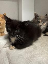 Shelter Stray Female Cat last seen Fairburn, GA 30213, Atlanta, GA 30336