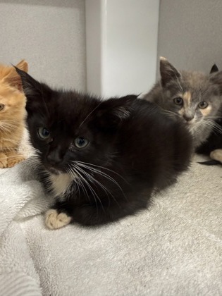 Shelter Stray Female Cat last seen Fairburn, GA 30213, Atlanta, GA 30336