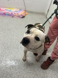 Shelter Stray Male Dog last seen Near Cylburn Ave, 21215, MD, Baltimore, MD 21230