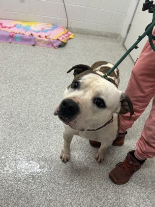Shelter Stray Male Dog last seen Near Cylburn Ave, 21215, MD, Baltimore, MD 21230