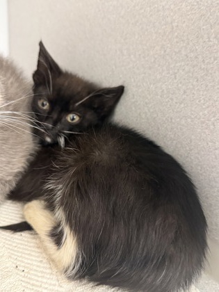 Shelter Stray Female Cat last seen Fairburn, GA 30213, Atlanta, GA 30336