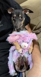 Reunited Male Dog last seen New York and Mayfield 76014 , Arlington, TX 76014