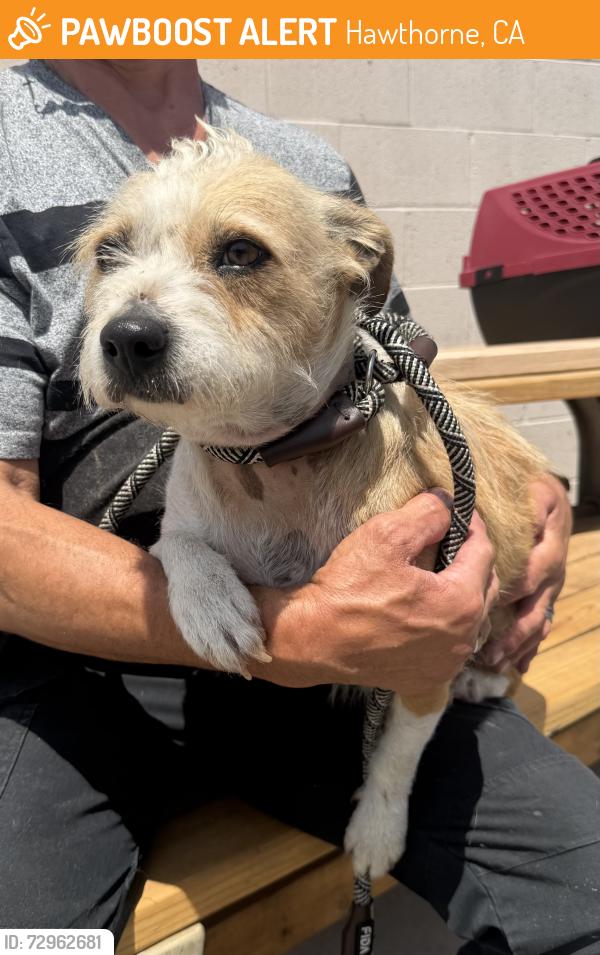Found/Stray Female Dog last seen Near block of Oxford Ave, Hawthorne, CA 90250