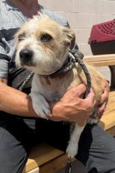 Found/Stray Female Dog last seen Near block of Oxford Ave, Hawthorne, CA 90250