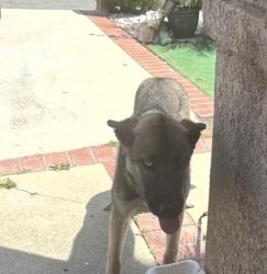 Found/Stray Female Dog last seen Paseo de Sevilla , Walnut, CA 91789