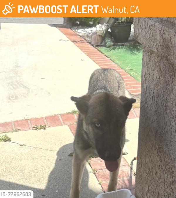 Found/Stray Female Dog last seen Paseo de Sevilla , Walnut, CA 91789