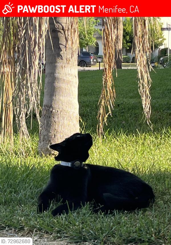 Lost Male Cat last seen Watermark Dr & Heritage Lake Dr , Menifee, CA 92585