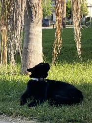 Lost Male Cat last seen Watermark Dr & Heritage Lake Dr , Menifee, CA 92585