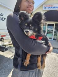 Found/Stray Male Dog last seen SW 62ND CT., OCALA FL., Ocala, FL 34476