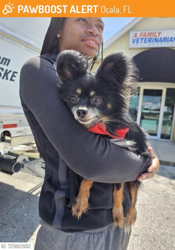 Found/Stray Male Dog last seen SW 62ND CT., OCALA FL., Ocala, FL 34476
