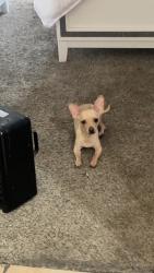 Reunited Male Dog last seen 57th St SW, Albuquerque, NM, USA, Albuquerque, NM 87105