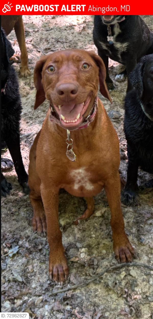 Lost Female Dog last seen Red Maple Drive and Walton Road, Abingdon, MD 21009
