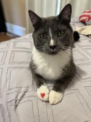 Reunited Male Cat last seen 12th ave s and 26th street , Minneapolis, MN 55407