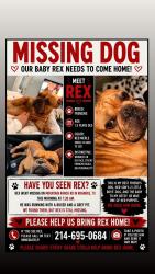 Lost Male Dog last seen Lost spurs rd, Fort Worth, TX 76262