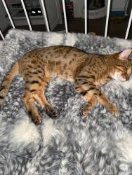 Lost Male Cat last seen Florence road, a green, West Midlands, England B27