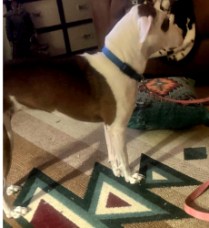 Reunited Female Dog last seen Mt. Zion Rd., Midlothian, Tx, Midlothian, TX 76065