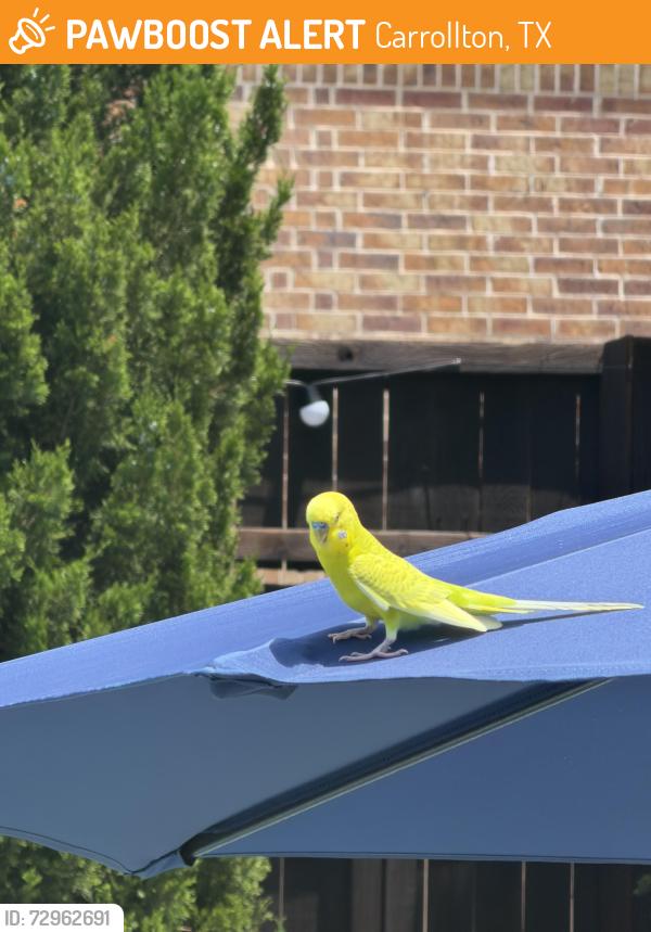 Surrendered Unknown Bird last seen Mustang Park neighborhood, Carrollton, TX 75011