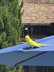 Found/Stray Unknown Bird last seen Mustang Park neighborhood, Carrollton, TX 75011