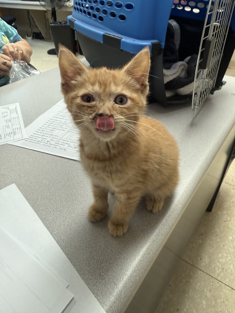 Shelter Stray Male Cat last seen Woodpecker Road, South Chesterfield, VA, 23803, Chesterfield, VA 23832
