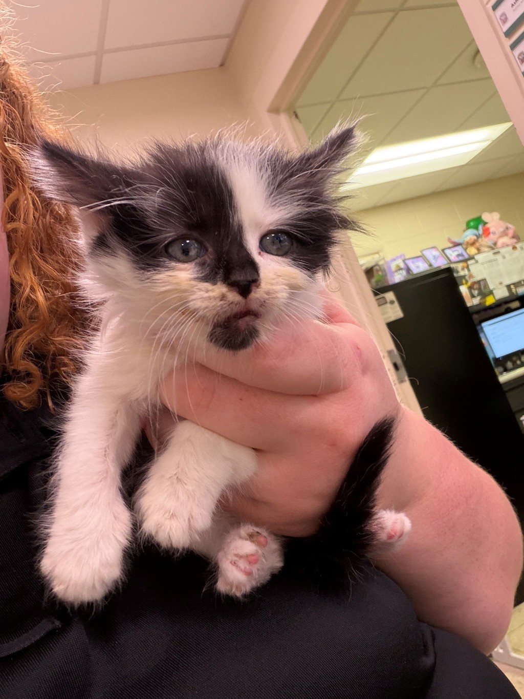Shelter Stray Female Cat last seen I-95 median by Willis Road, North Chesterfield, VA, 23237, Chesterfield, VA 23832