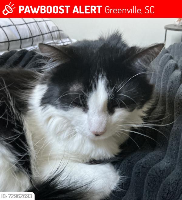 Lost Female Cat last seen Faris and Longview Ter, Greenville, SC 29605