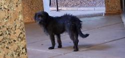Found/Stray Unknown Dog last seen Near N Black Cyn Hwy, Phoenix, AZ 85029, Phoenix, AZ 85029