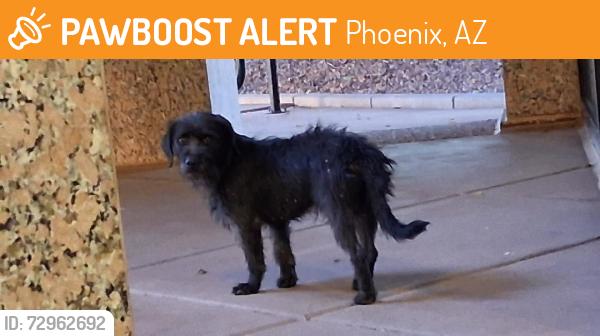 Found/Stray Unknown Dog last seen Near N Black Cyn Hwy, Phoenix, AZ 85029, Phoenix, AZ 85029