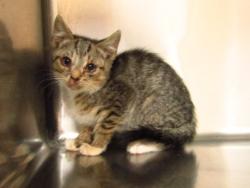 Shelter Stray Female Cat last seen Quarry Road, ZEBULON, NC, 27597, Raleigh, NC 27610