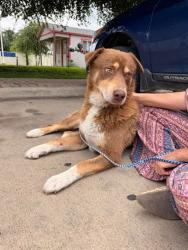 Shelter Stray Male Dog last seen Apt Lot 2,13201 Jacobson Road, MANOR, TX, 78653, Austin, TX 78702