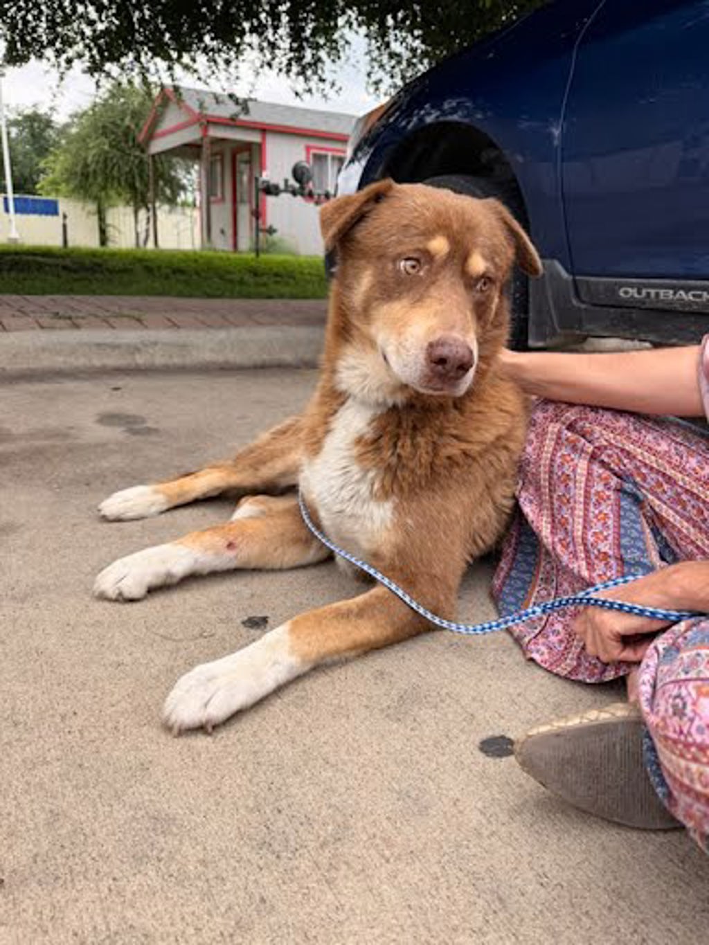 Shelter Stray Male Dog last seen Apt Lot 2,13201 Jacobson Road, MANOR, TX, 78653, Austin, TX 78702