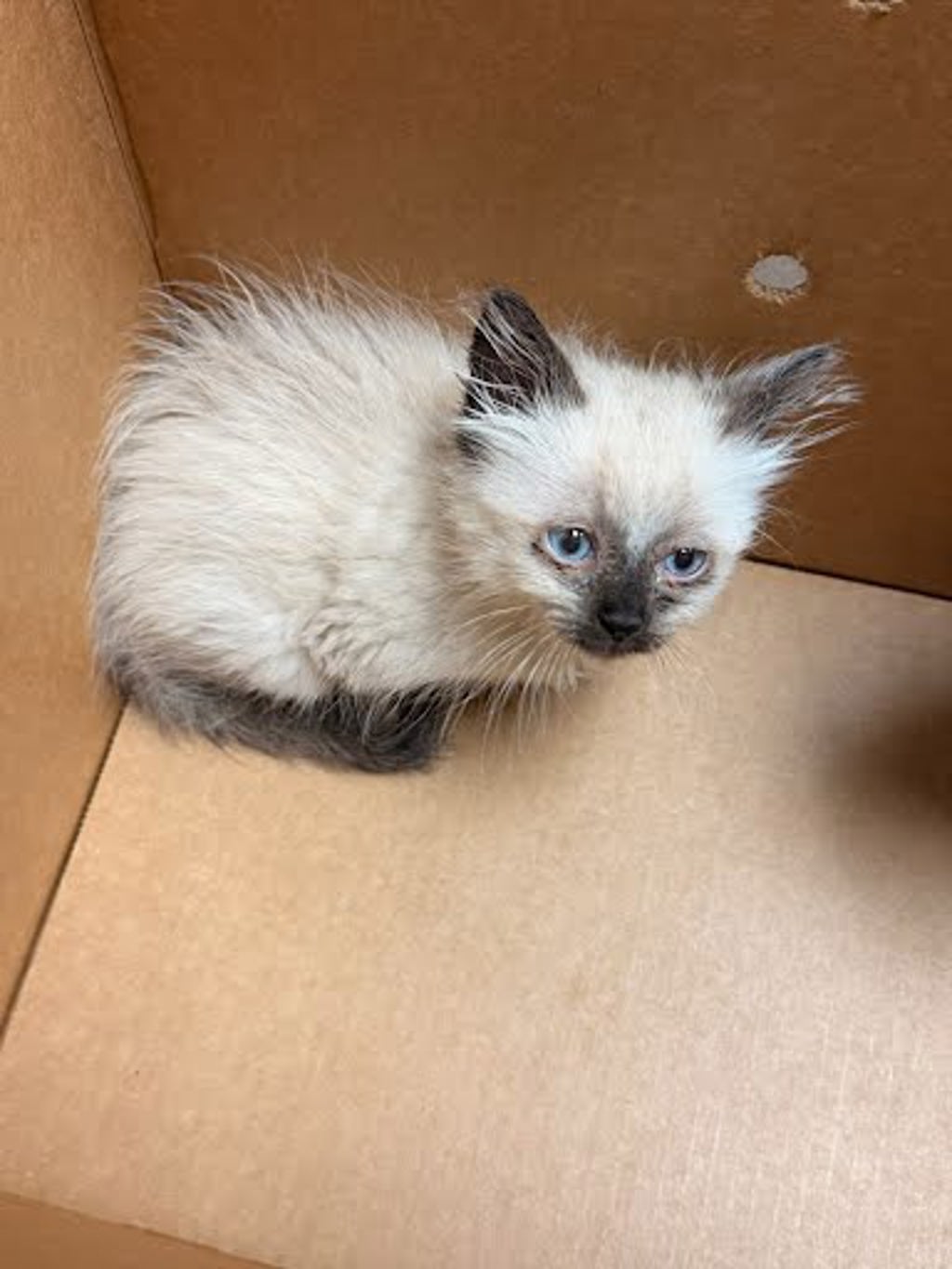 Shelter Stray Male Cat last seen Near Powell Lane, AUSTIN, TX, 78753, Austin, TX 78702