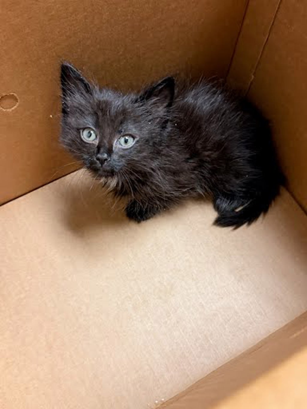 Shelter Stray Female Cat last seen Near Powell Lane, AUSTIN, TX, 78753, Austin, TX 78702