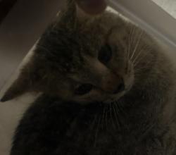Shelter Stray Female Cat last seen W 41st Ave & Independence Pl, Wheat Ridge, CO, 80033, Golden, CO 80401