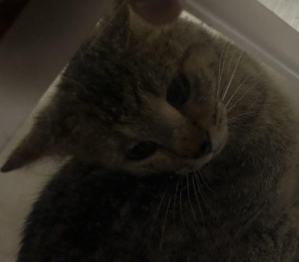 Shelter Stray Female Cat last seen W 41st Ave & Independence Pl, Wheat Ridge, CO, 80033, Golden, CO 80401