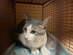 Shelter Stray Unknown Cat last seen Near Mc phaul Street, AUSTIN, TX, 78758, Austin, TX 78702