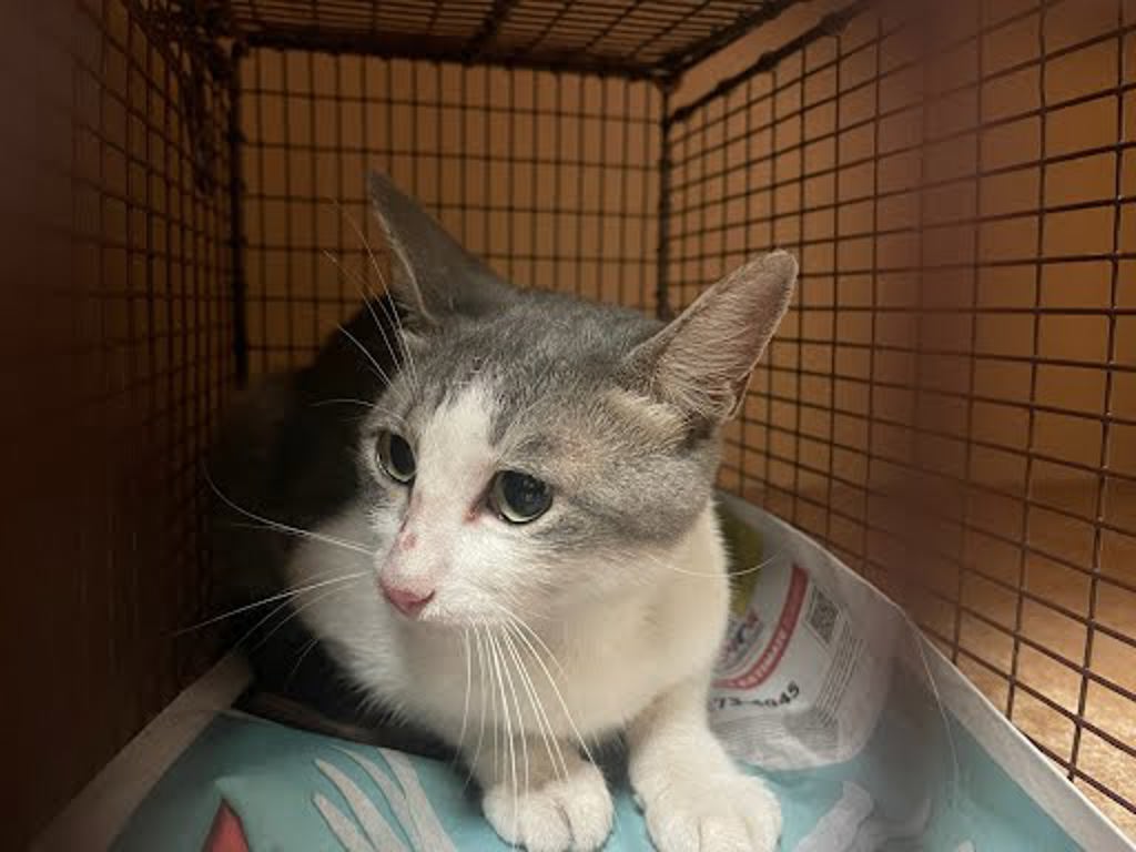 Shelter Stray Unknown Cat last seen Near Mc phaul Street, AUSTIN, TX, 78758, Austin, TX 78702